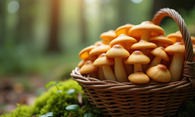 Champignons chanterelles fraîchement cueillis dans un panier en osier