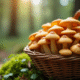 Champignons chanterelles fraîchement cueillis dans un panier en osier